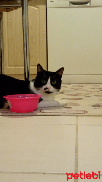 Tekir Kedi, Kedi  Fındık fotoğrafı