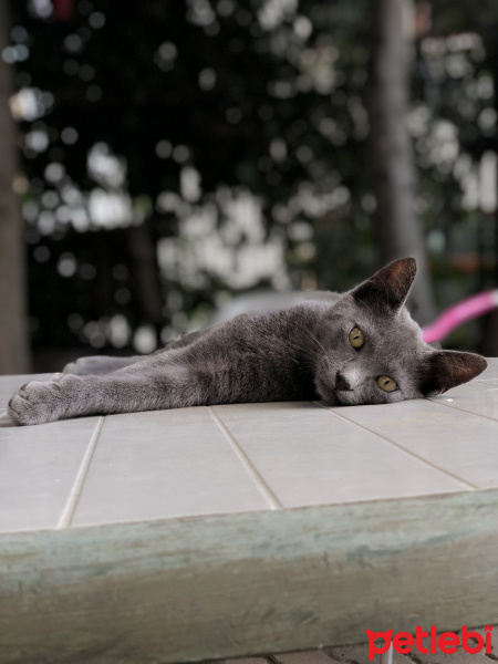 Mavi Rus, Kedi  Duman fotoğrafı