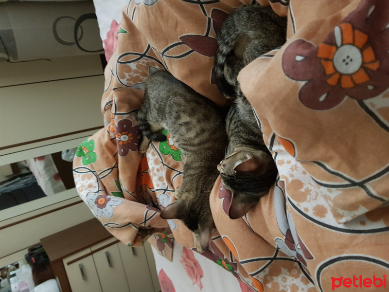 Tekir Kedi, Kedi  Bebekler fotoğrafı