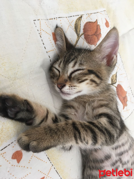 Tekir Kedi, Kedi  Bebekler fotoğrafı