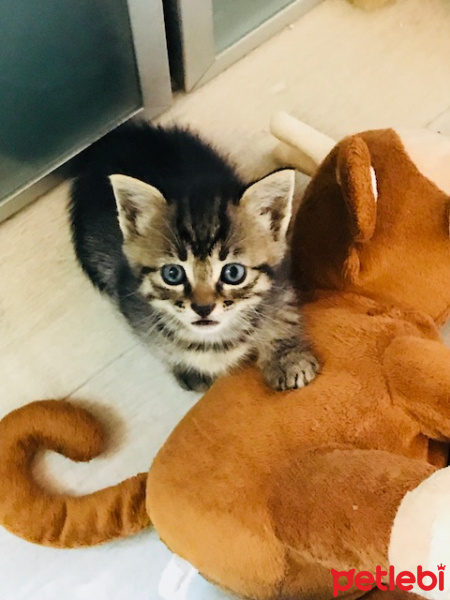 Mavi Rus, Kedi  zilli fotoğrafı