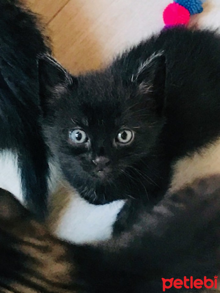 Mavi Rus, Kedi  zilli fotoğrafı