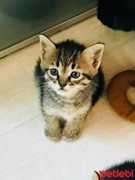Mavi Rus, Kedi  zilli fotoğrafı