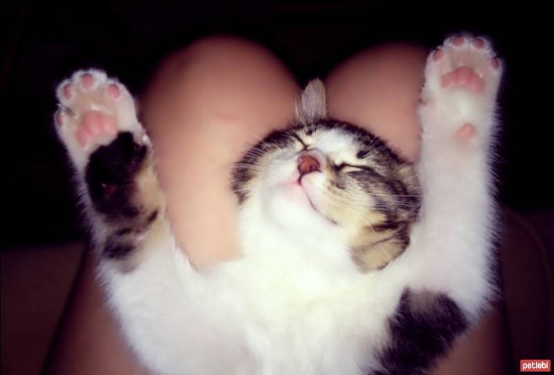 Tekir Kedi, Kedi  Lokum fotoğrafı