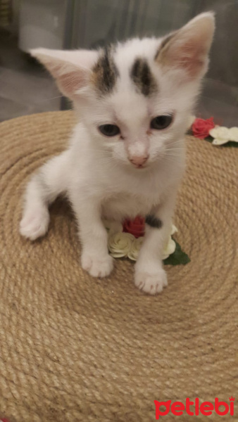 Tekir Kedi, Kedi  yavru kedi1 fotoğrafı