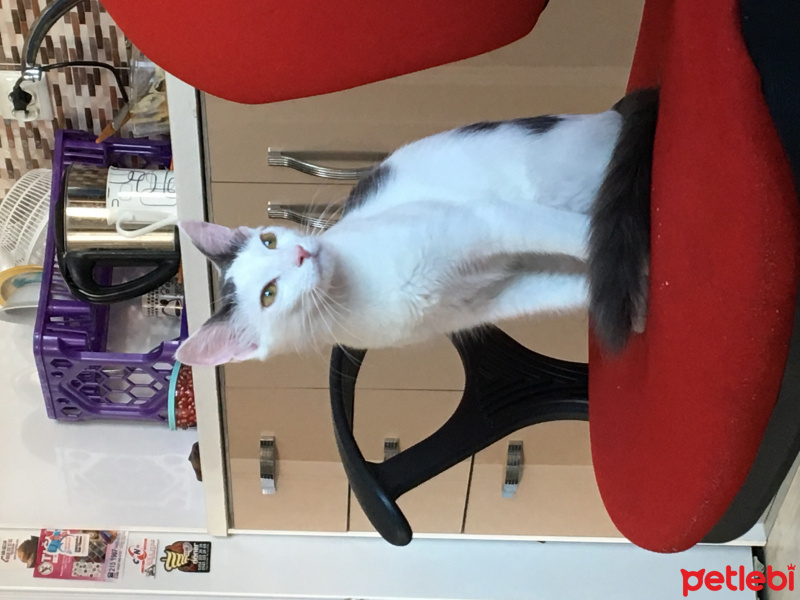 Tekir Kedi, Kedi  Pamuk fotoğrafı