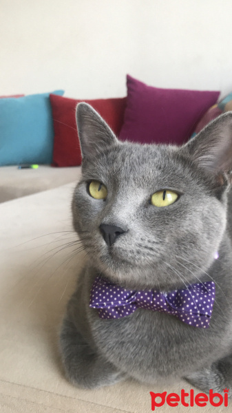 Mavi Rus, Kedi  Gümüş fotoğrafı
