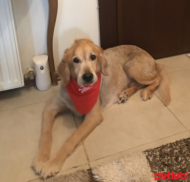 Golden Retriever, Köpek  Tarçın fotoğrafı