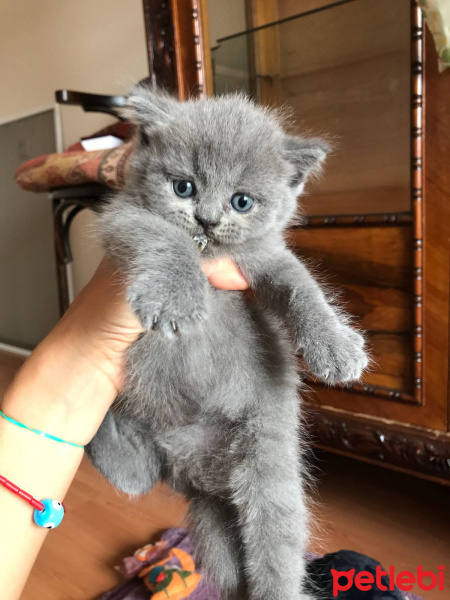 Scottish Fold, Kedi  SUSHİ fotoğrafı