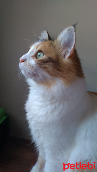Tekir Kedi, Kedi  Tombi fotoğrafı