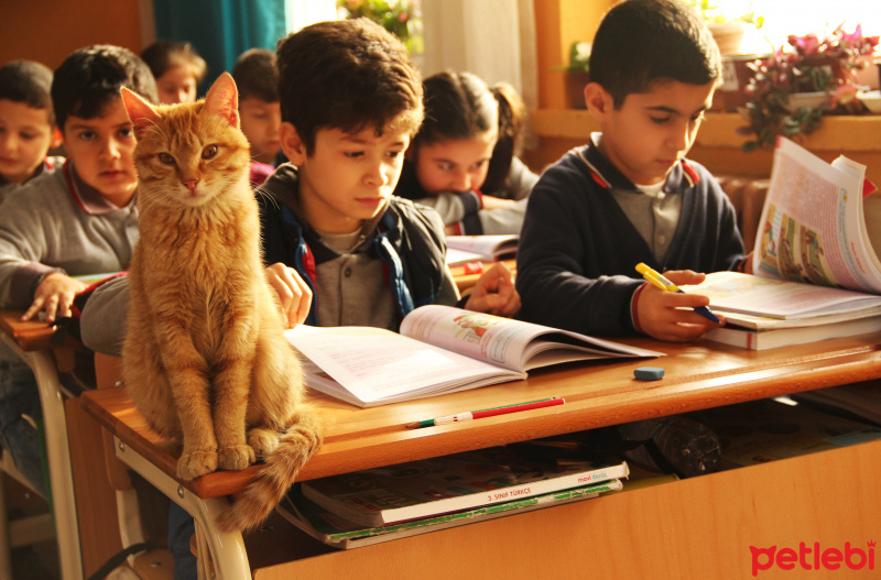 Tekir Kedi, Kedi  Tombi fotoğrafı
