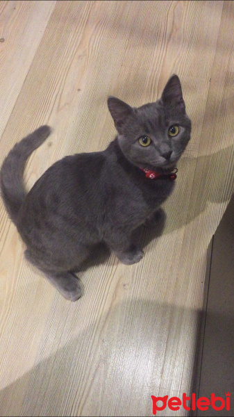 Mavi Rus, Kedi  duman fotoğrafı