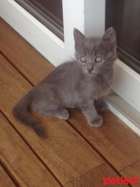 Mavi Rus, Kedi  duman fotoğrafı