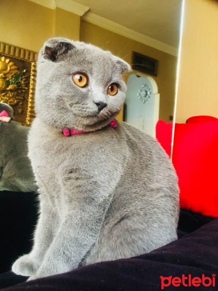 Scottish Fold, Kedi  mila fotoğrafı