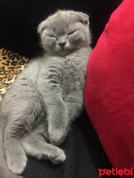 Scottish Fold, Kedi  mila fotoğrafı