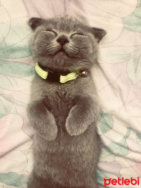 Scottish Fold, Kedi  mila fotoğrafı