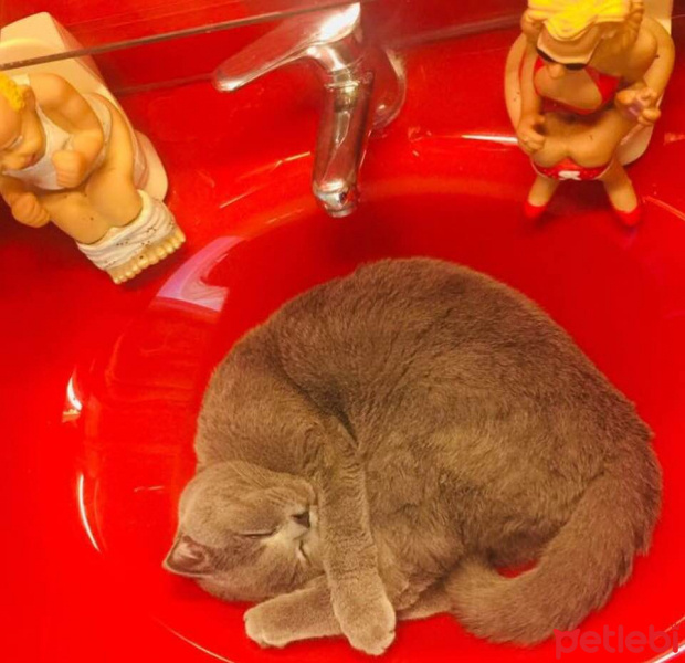 Scottish Fold, Kedi  mila fotoğrafı