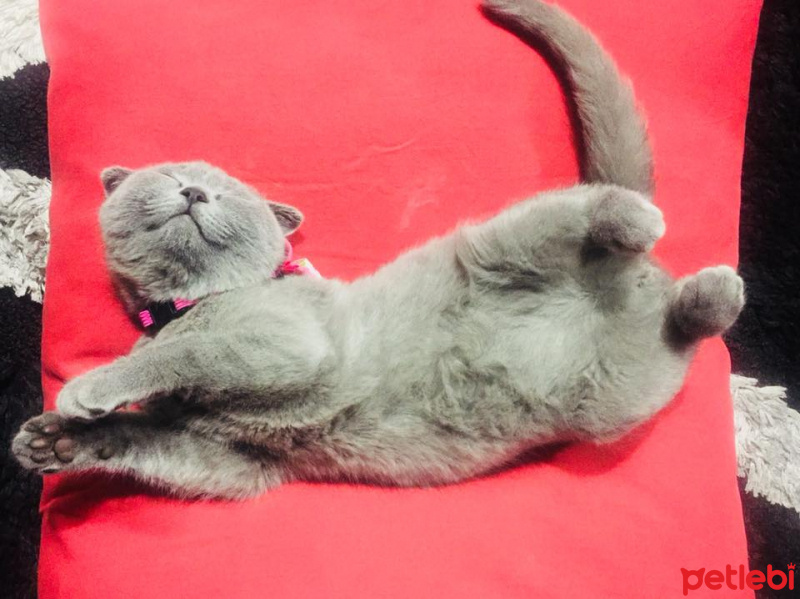 Scottish Fold, Kedi  mila fotoğrafı