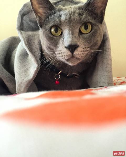 Mavi Rus, Kedi  Meliş fotoğrafı