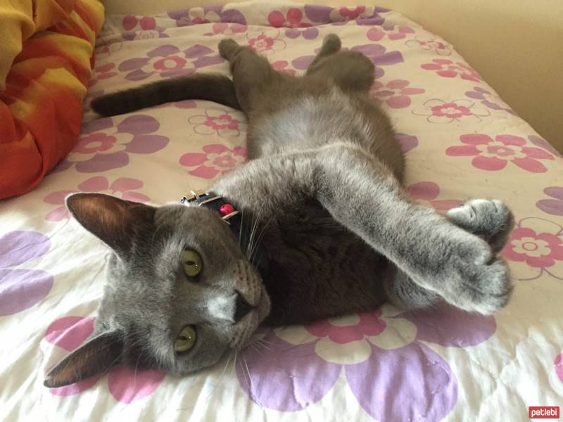 Mavi Rus, Kedi  Meliş fotoğrafı