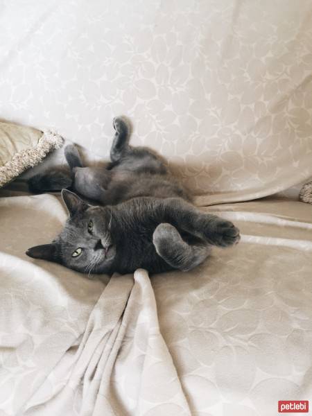 Mavi Rus, Kedi  Meliş fotoğrafı