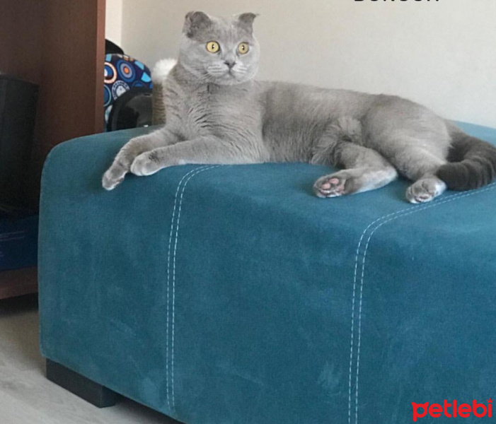 Scottish Fold, Kedi  KURABİYE fotoğrafı