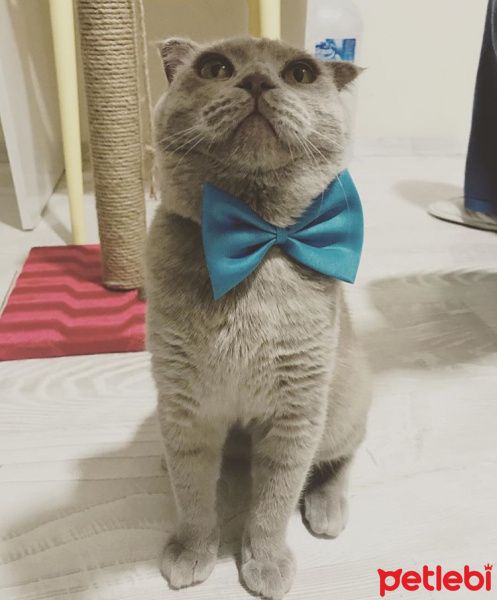 Scottish Fold, Kedi  KURABİYE fotoğrafı