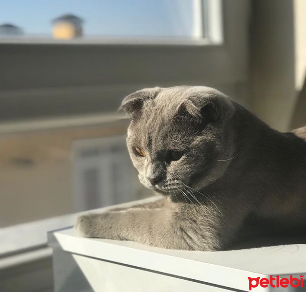 Scottish Fold, Kedi  KURABİYE fotoğrafı