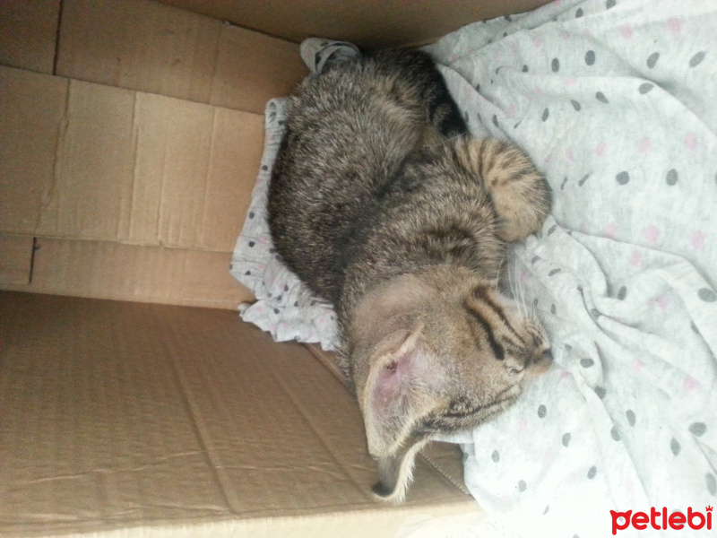 Tekir Kedi, Kedi  Umut fotoğrafı