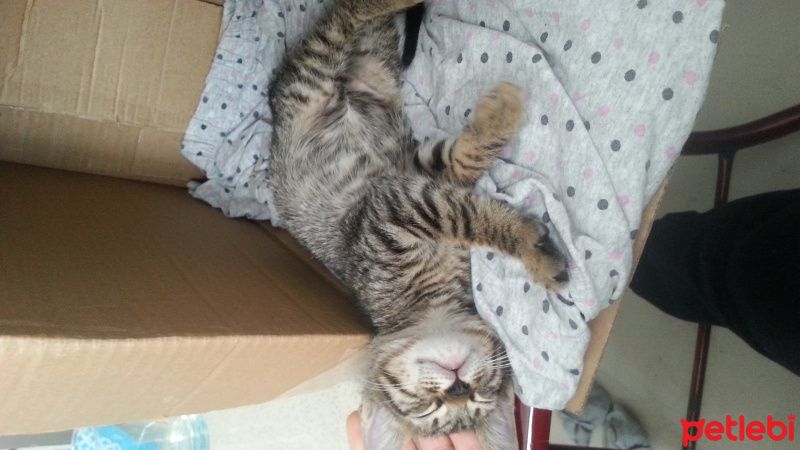 Tekir Kedi, Kedi  Umut fotoğrafı