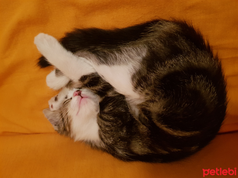 Tekir Kedi, Kedi  Fındık fotoğrafı