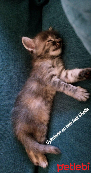 British Shorthair, Kedi  Shela fotoğrafı