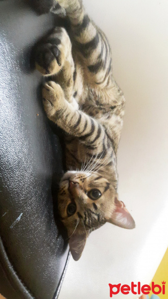 Bengal, Kedi  Mayk fotoğrafı