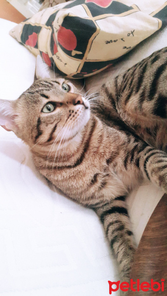 Bengal, Kedi  Mayk fotoğrafı