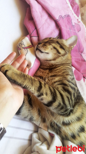 Bengal, Kedi  Mayk fotoğrafı