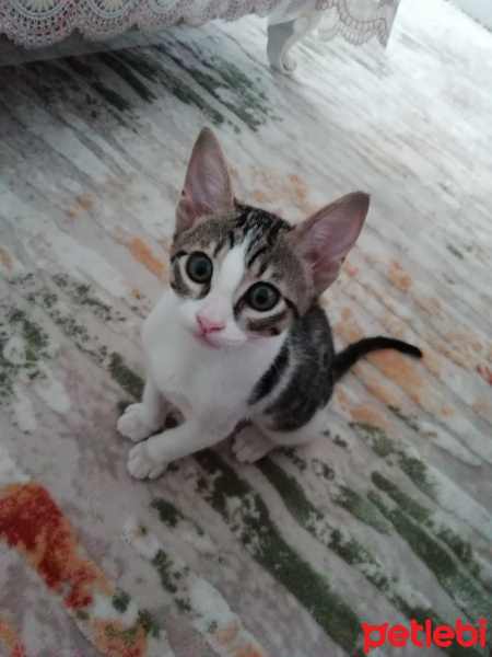 Tekir Kedi, Kedi  Fındık fotoğrafı
