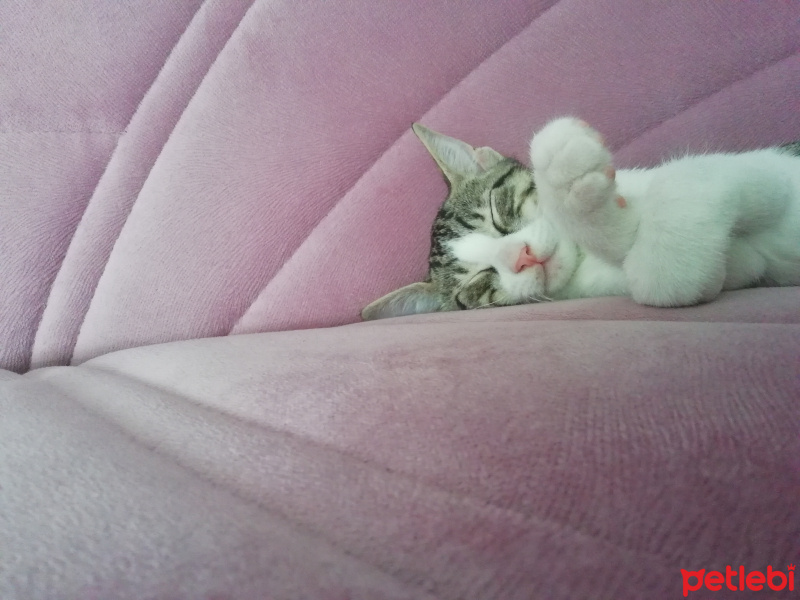 Tekir Kedi, Kedi  Fındık fotoğrafı
