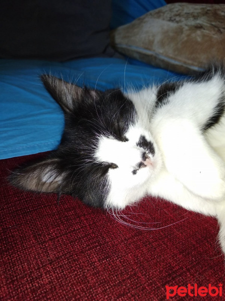 Tuxedo (Smokin) Kedi, Kedi  kedi diyorum bakıyor :)) fotoğrafı