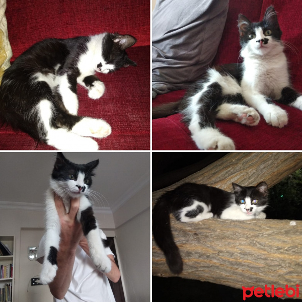 Tuxedo (Smokin) Kedi, Kedi  kedi diyorum bakıyor :)) fotoğrafı