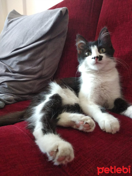 Tuxedo (Smokin) Kedi, Kedi  kedi diyorum bakıyor :)) fotoğrafı