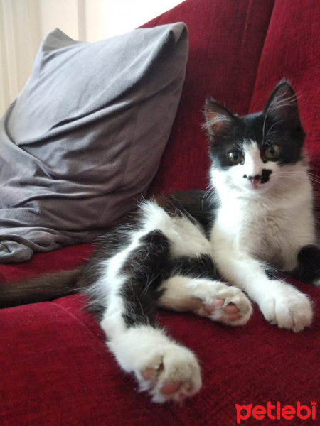 Tuxedo (Smokin) Kedi, Kedi  kedi diyorum bakıyor :)) fotoğrafı