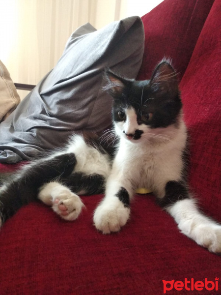 Tuxedo (Smokin) Kedi, Kedi  kedi diyorum bakıyor :)) fotoğrafı