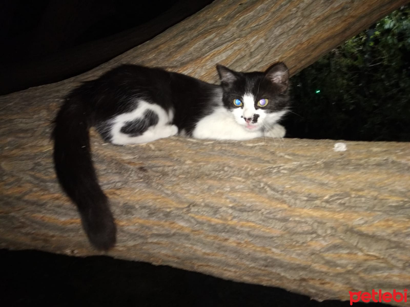 Tuxedo (Smokin) Kedi, Kedi  kedi diyorum bakıyor :)) fotoğrafı