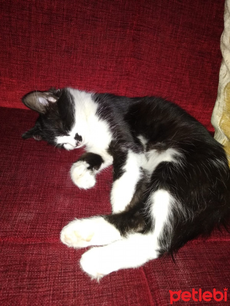 Tuxedo (Smokin) Kedi, Kedi  kedi diyorum bakıyor :)) fotoğrafı