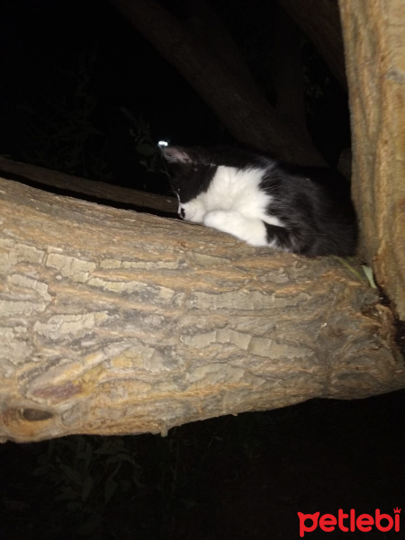 Tuxedo (Smokin) Kedi, Kedi  kedi diyorum bakıyor :)) fotoğrafı