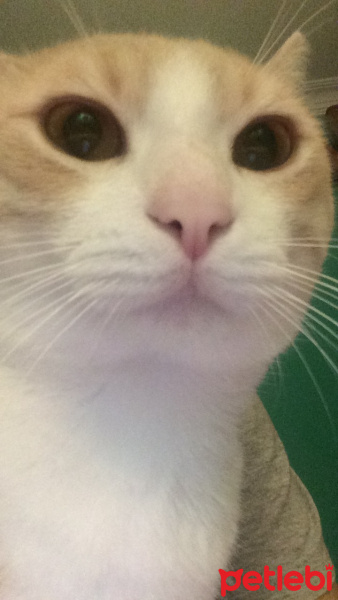 Sarman, Kedi  PORTİ fotoğrafı