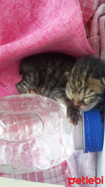 Tekir Kedi, Kedi  Eylül fotoğrafı