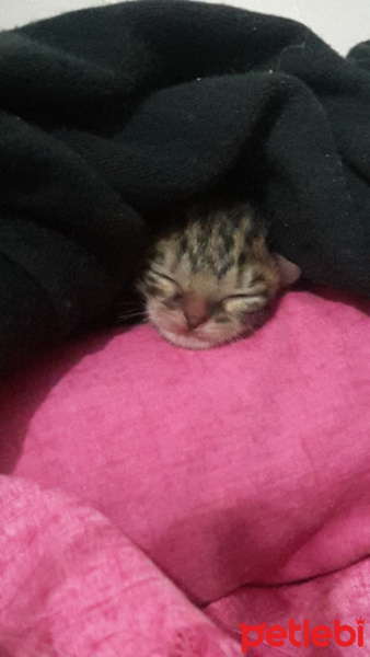 Tekir Kedi, Kedi  Eylül fotoğrafı