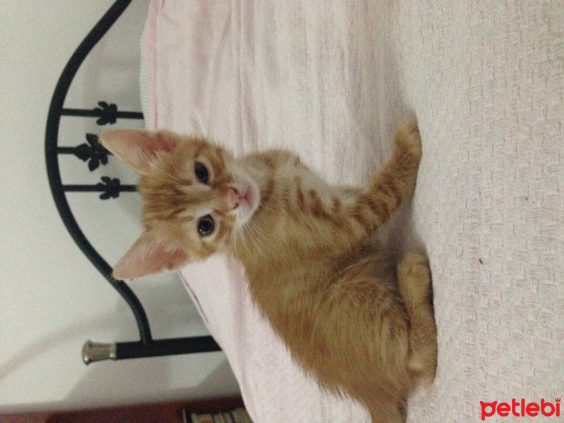 Sarman, Kedi  Leon fotoğrafı