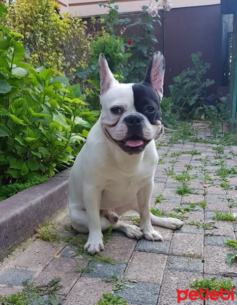 Boston Terrier, Köpek  Taci fotoğrafı